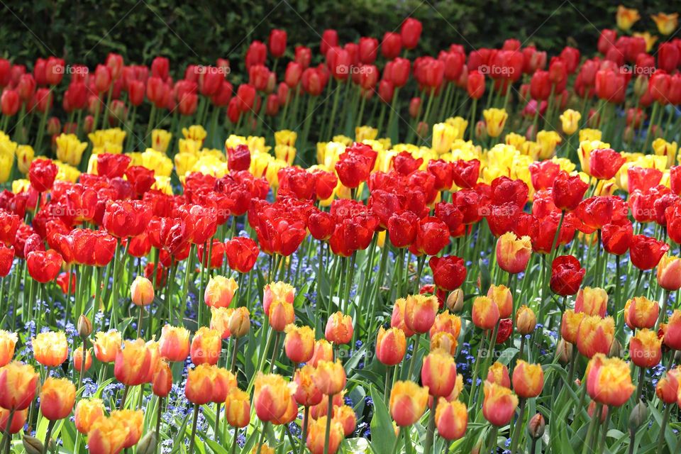 Colorful tulips in a row