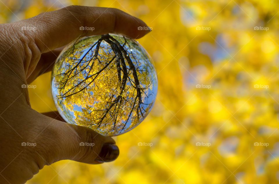 Autumn in the crystal ball