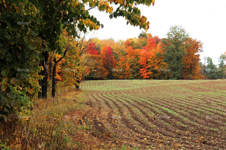 Fall on the Farm