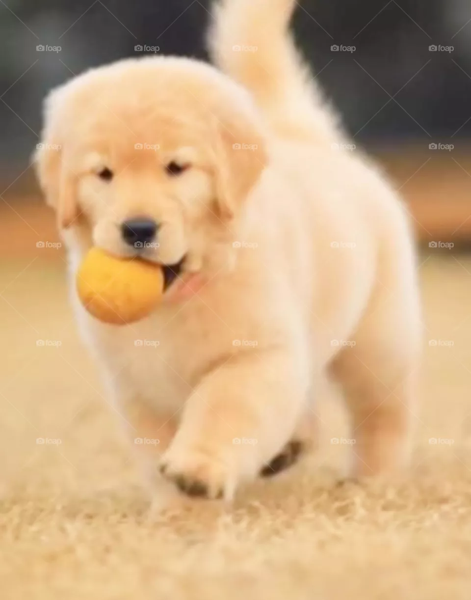 🐕