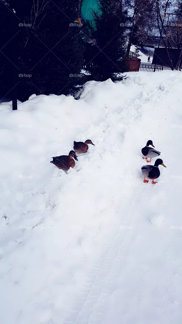 duck