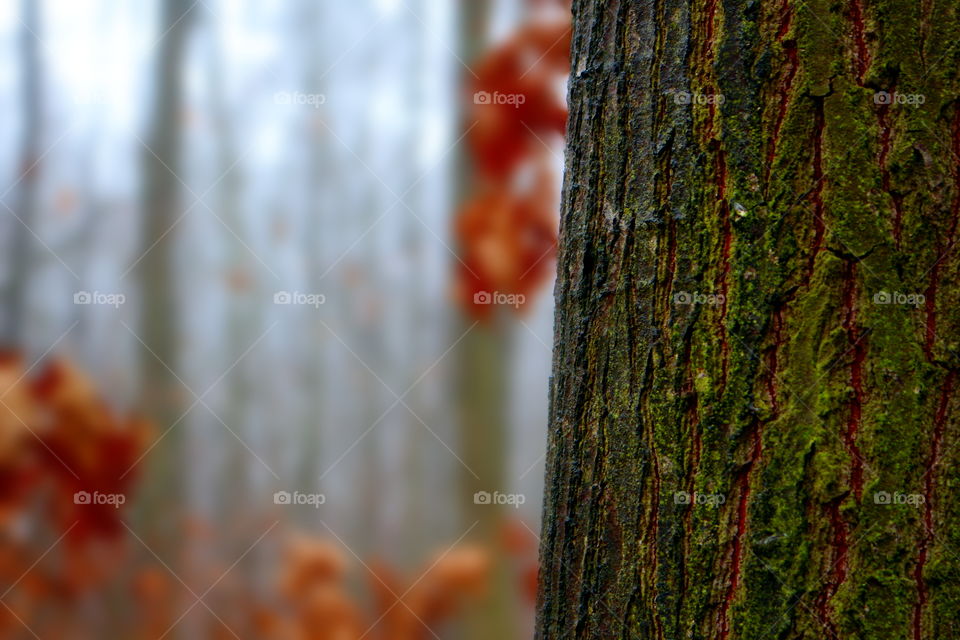 Tree with blury background