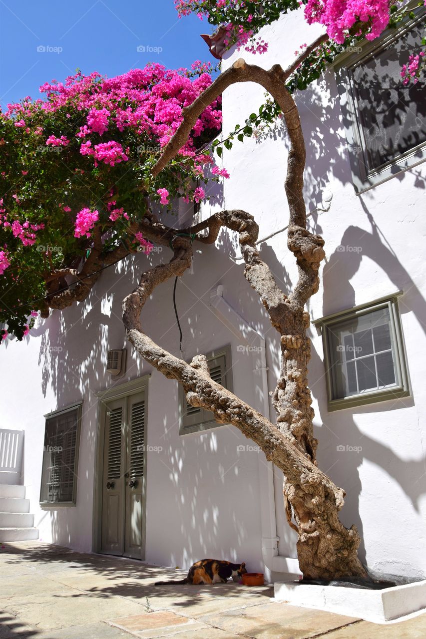 Island Hydra, Greece