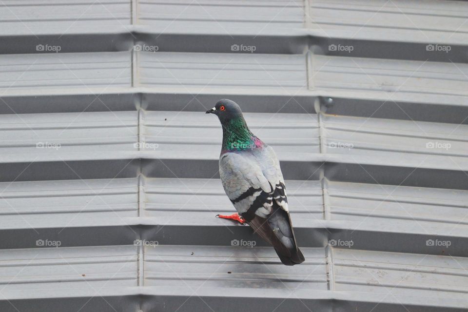 Pigeon 