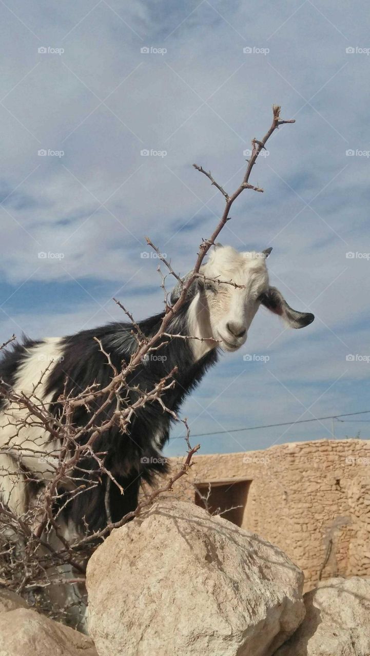 Beautiful black and white goat looking at camera.