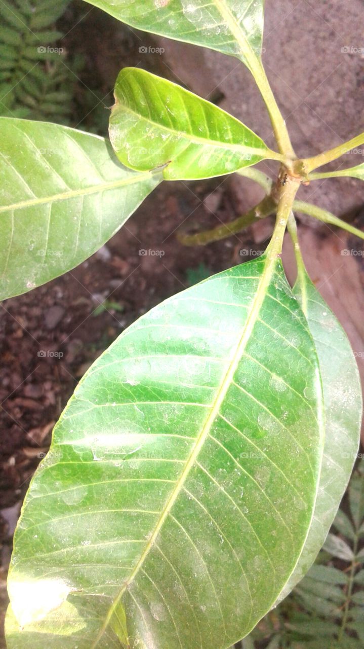 leaf