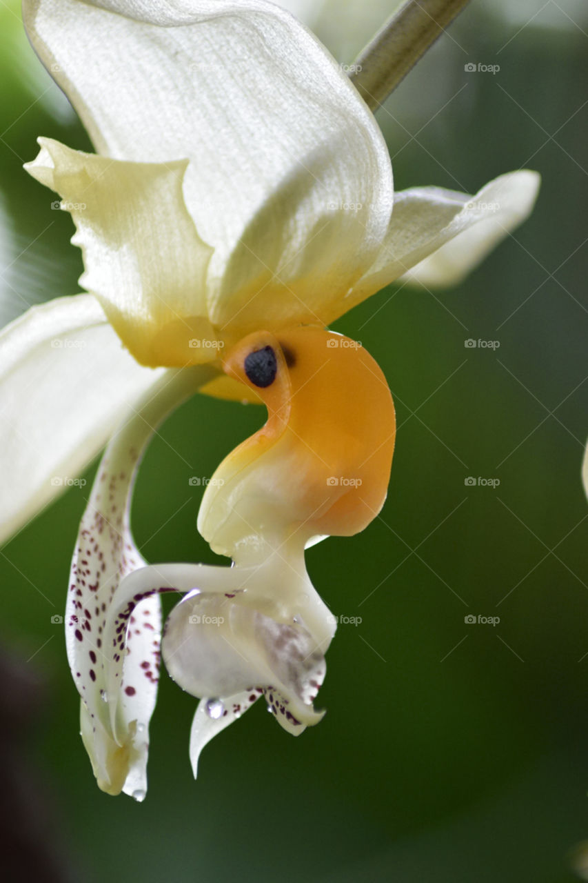 Closeup of a yellow and white orchid