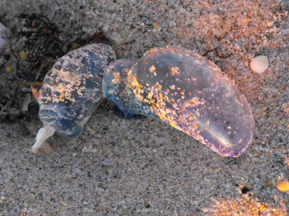 Man-O-War. little jelly fish I found on the beach.   looked like a bubble gum bubble! 