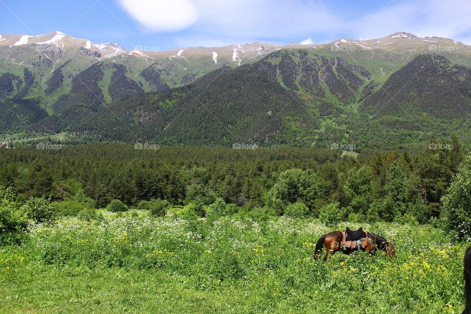 Horse in mountains 