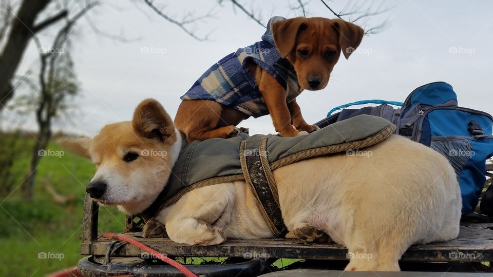 Dog stacking