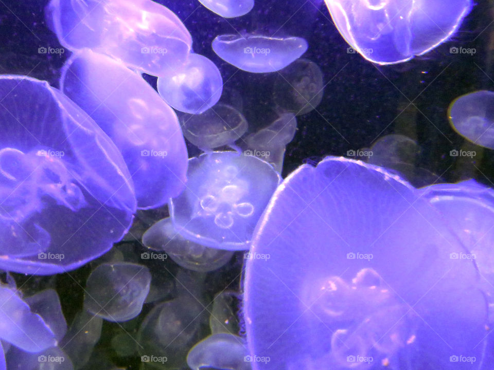 Jellyfish swimming around in a tall tank with dark purple lights shining on them.