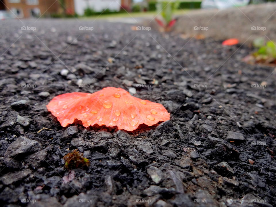 lonely leaf after rain in macro