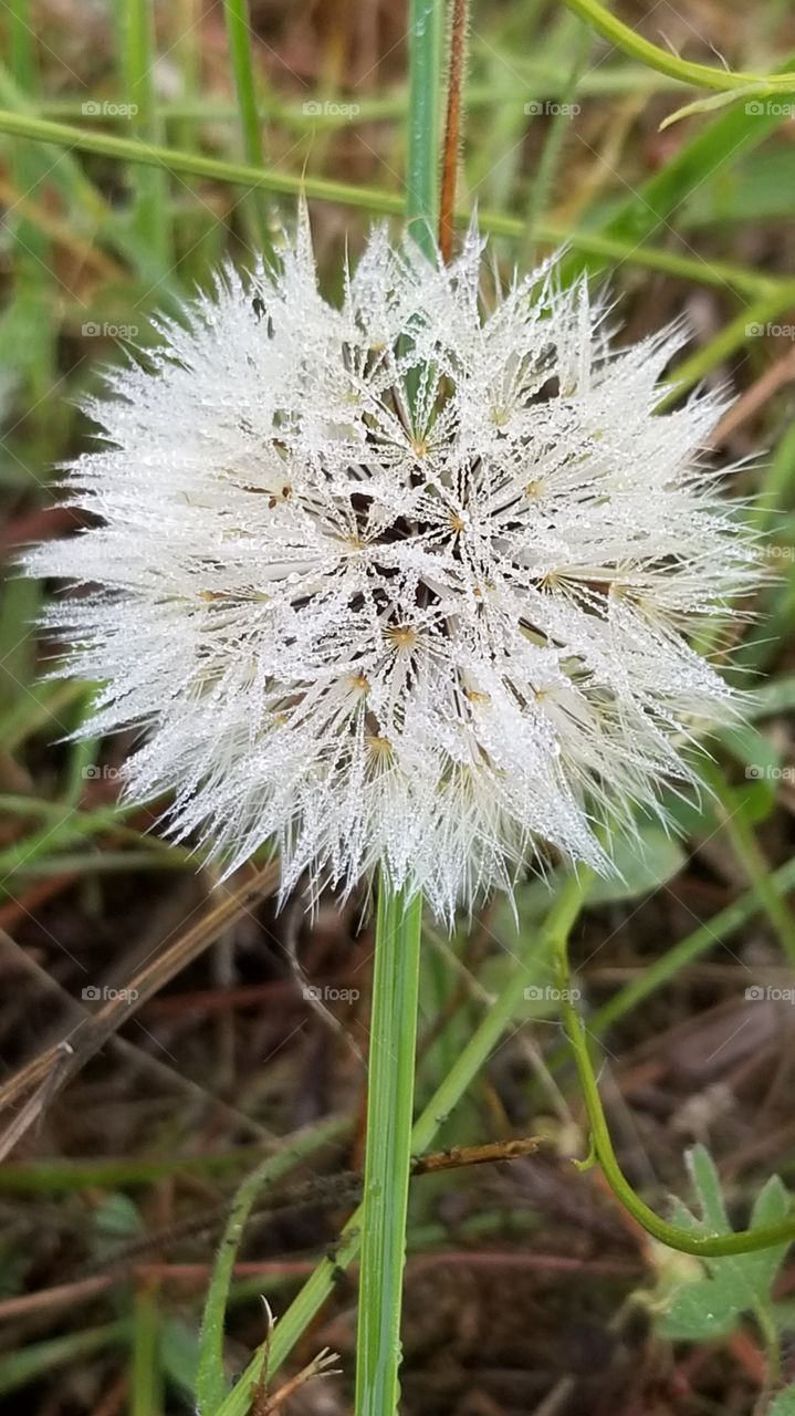 dandelion