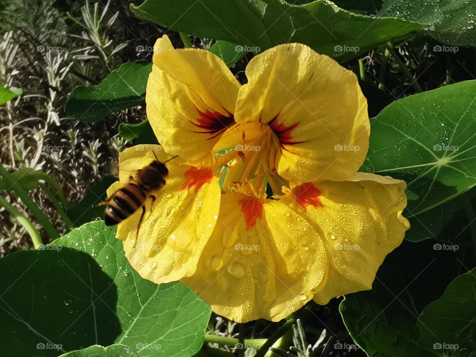 Bee flies to flower