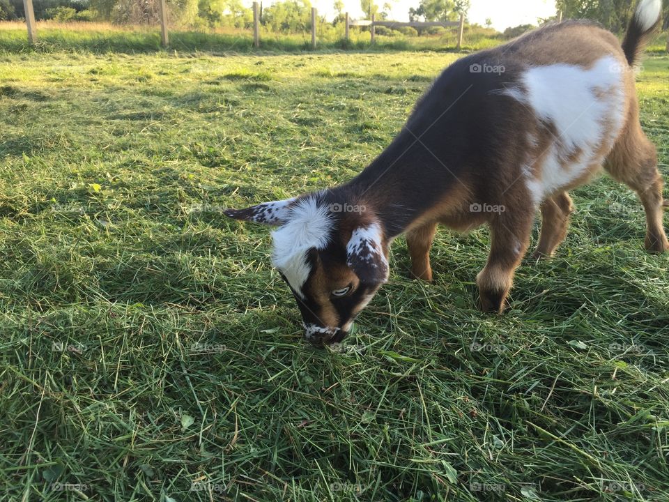 Baby goat eating cut grass