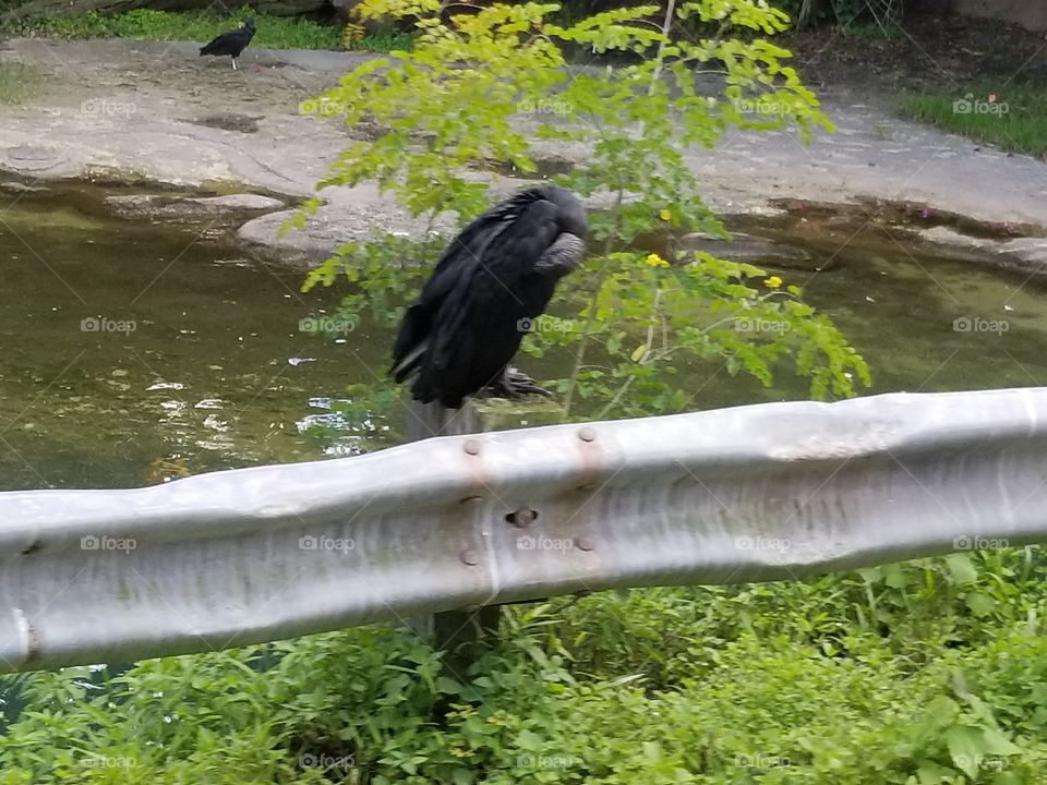 A bird cleans his feathers while overlooking the water below.