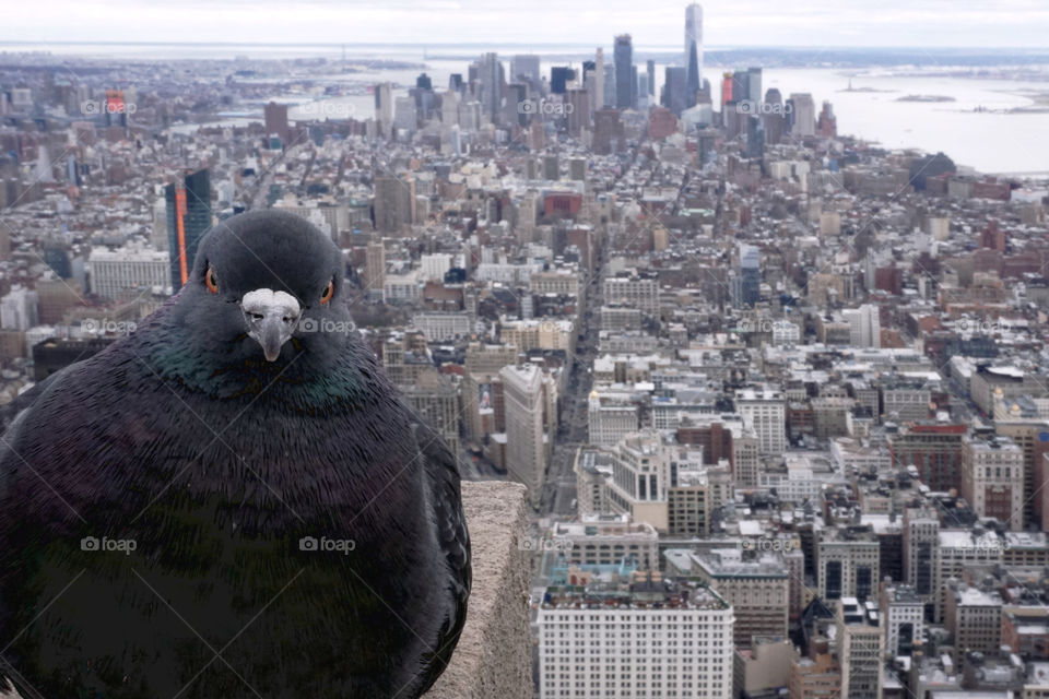 Cloudy view from empire state above New York City southside with bird pigeon photo bomb