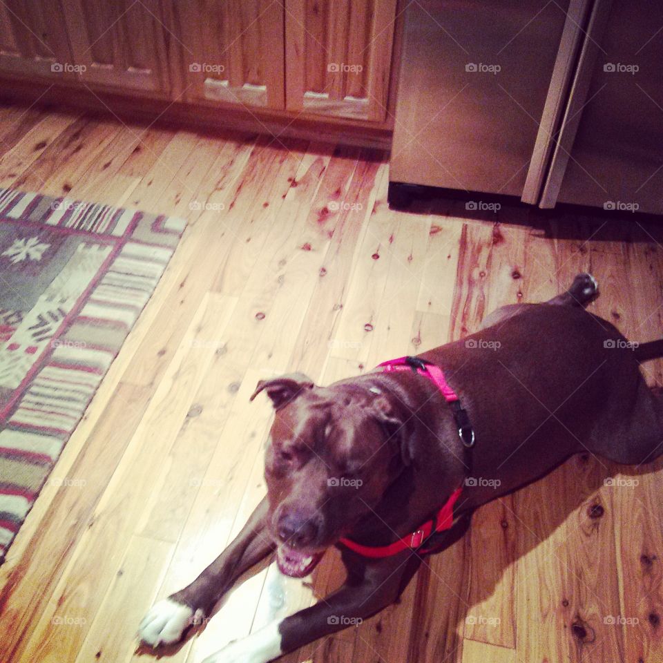 Dog Relaxing. Large brown dog, laying in a kitchen. 