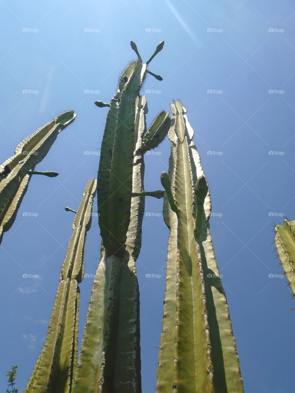 PLANTS, GARDEN, CACTUS , BUTTON.