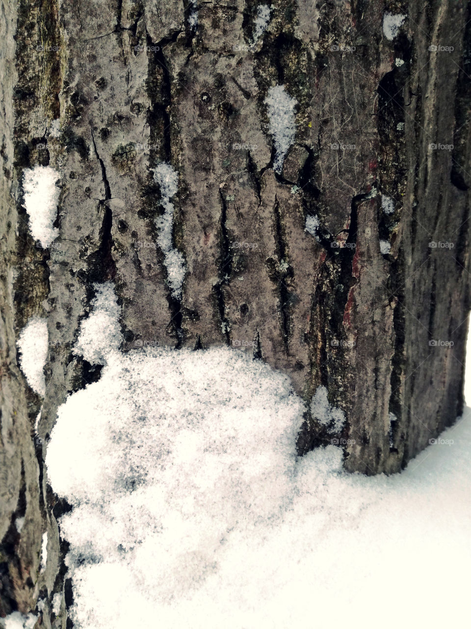 snow and bark tree