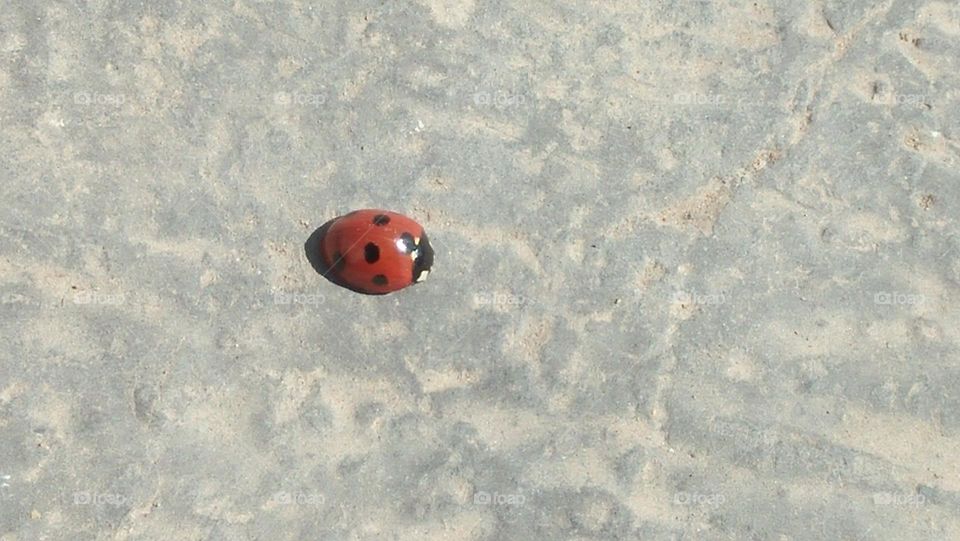 the lady bug