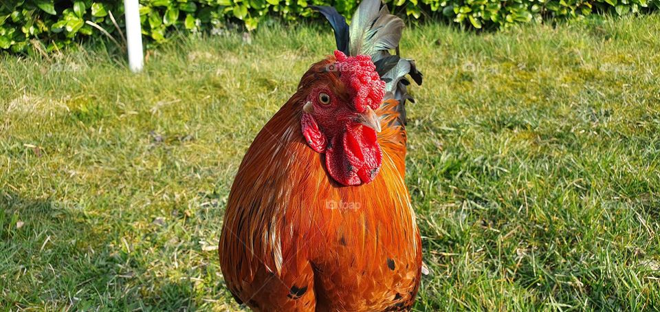 my beautiful rooster Leo