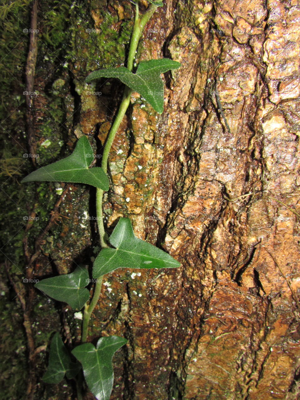 ivy climbing an oak