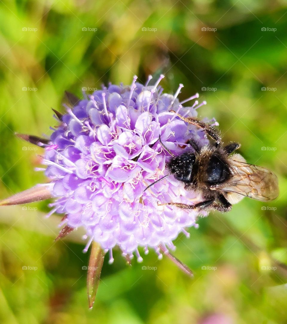 Summer vibes with a bee and a purple flower