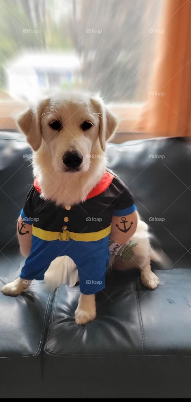 Popeye the Sailor pup