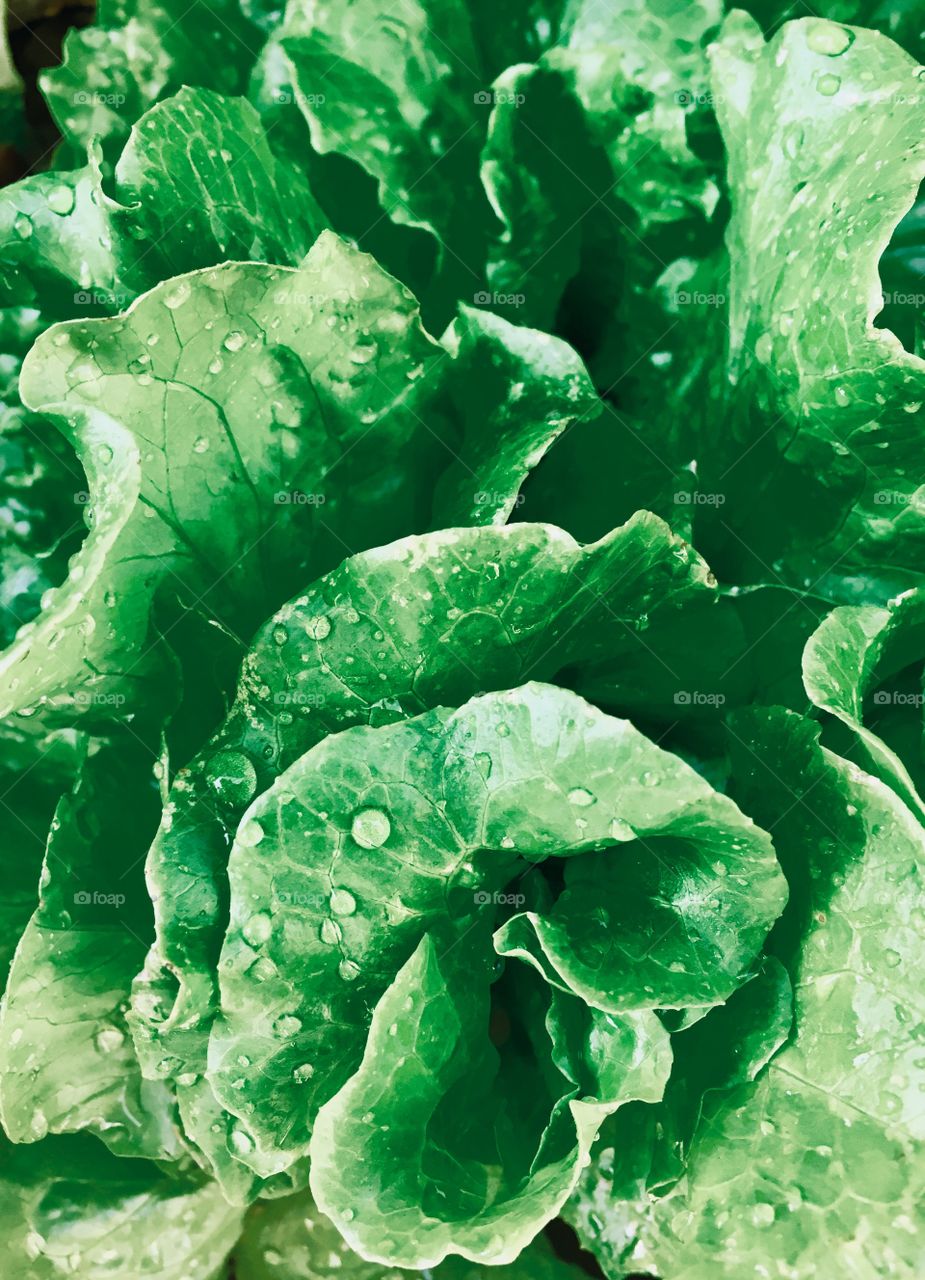 Green lettuce 