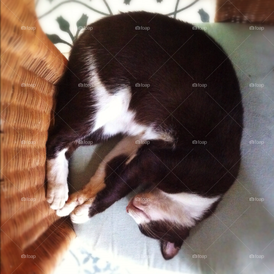 black cat sleeping nakhon pathom by wacharapol