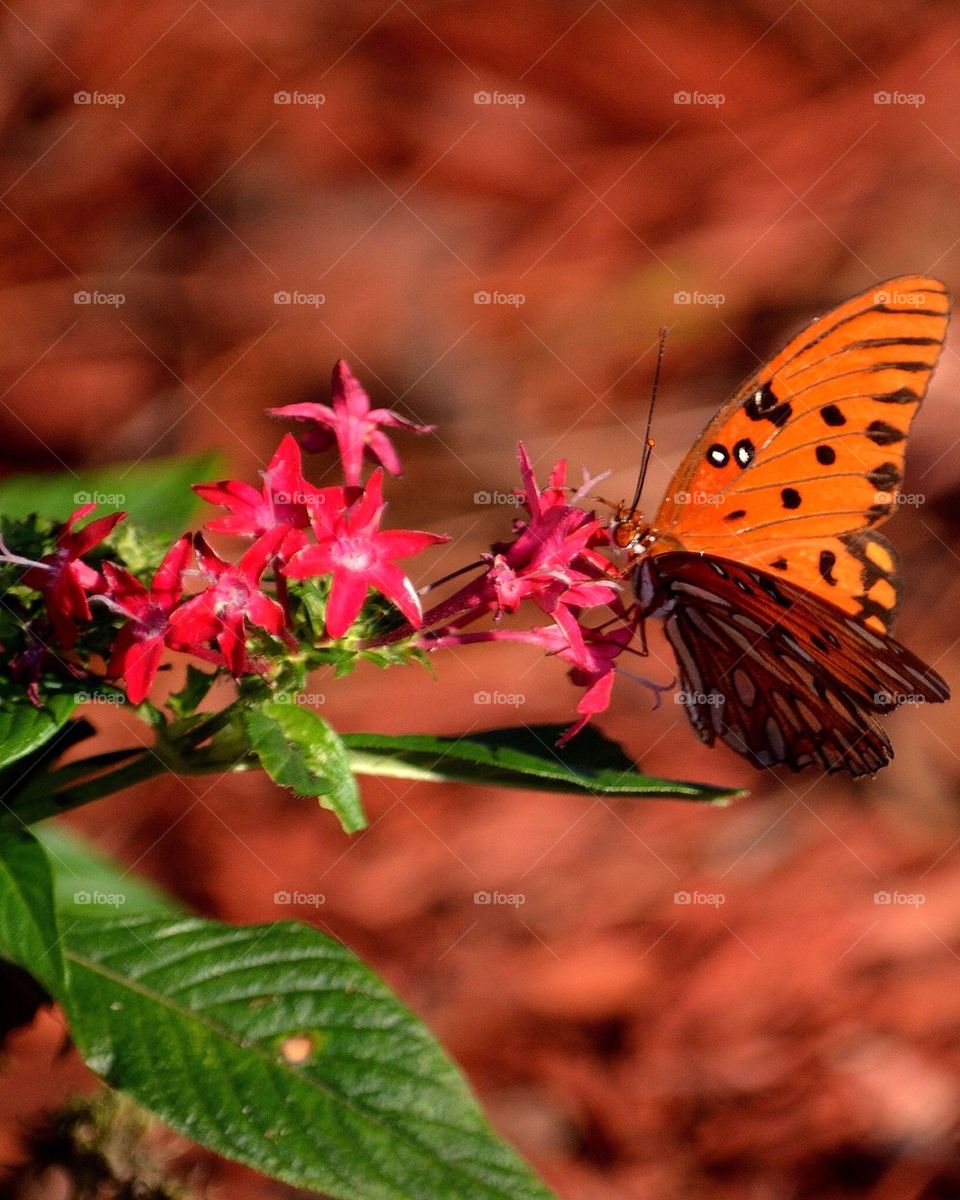 Close-up of butterfly on flower