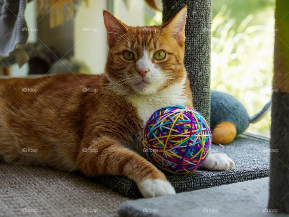Cat playing with toy