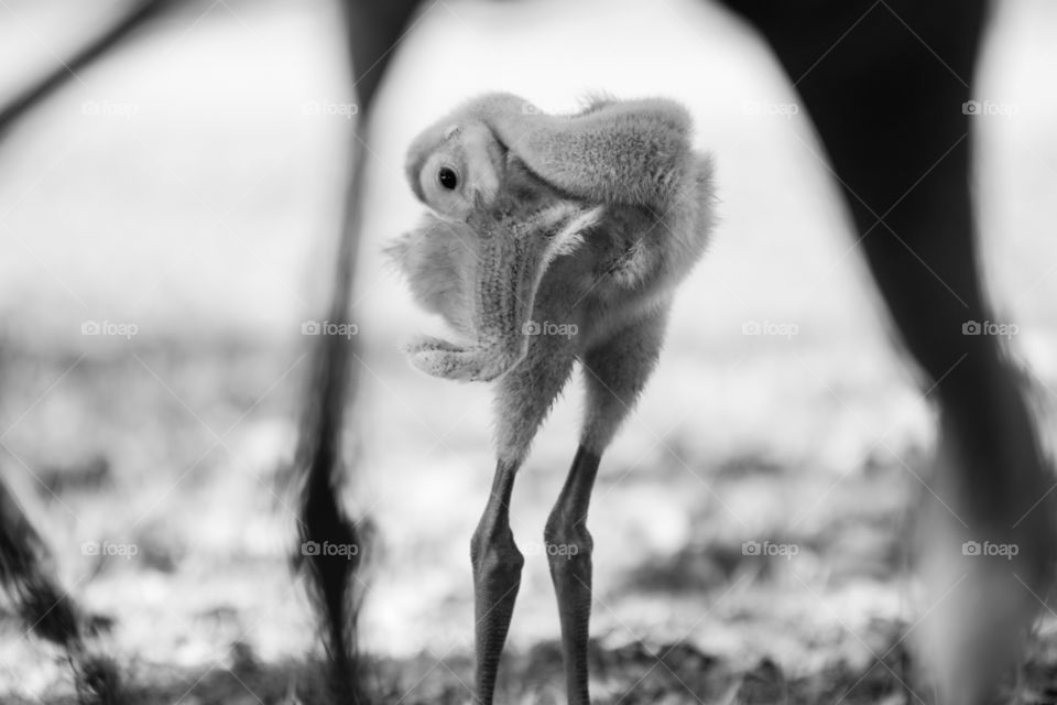 Baby Crane Chick Bird posing for photo