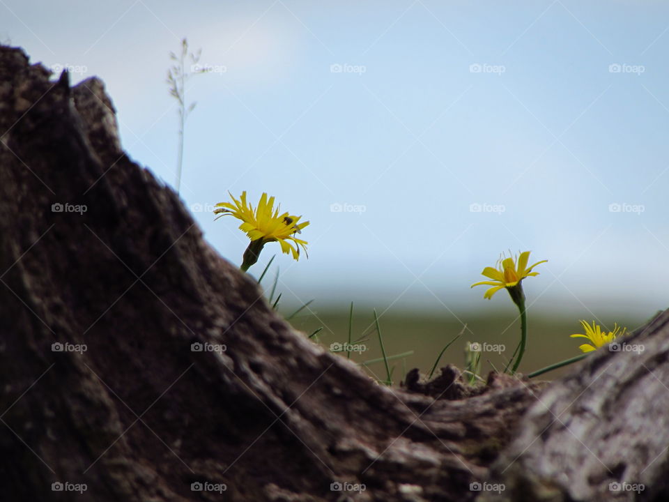 Nature, Flower, Summer, Flora, Grass