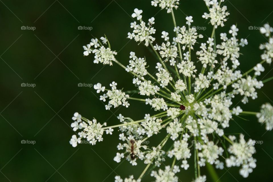 Queen Ann's lace