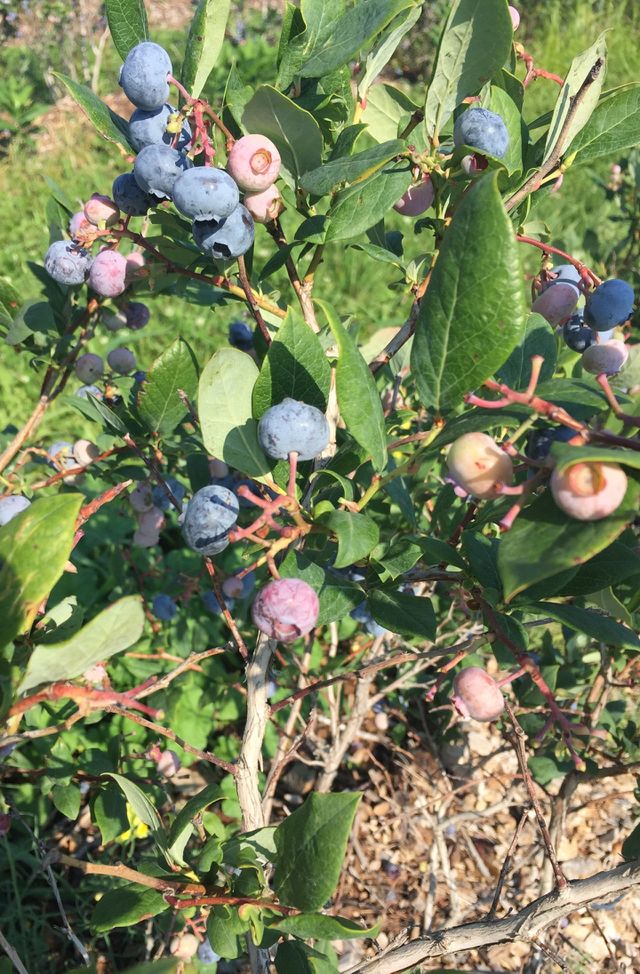 Ripe fruit 