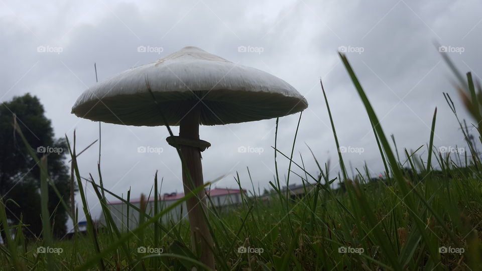 chillin under a mushroom