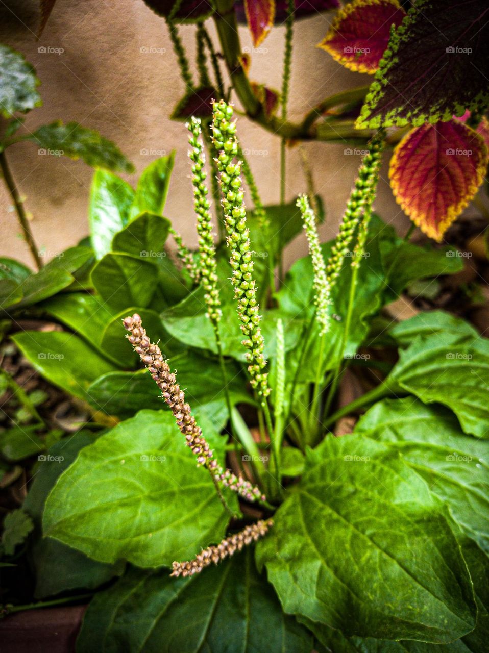 Tanchagem planta | plantago major