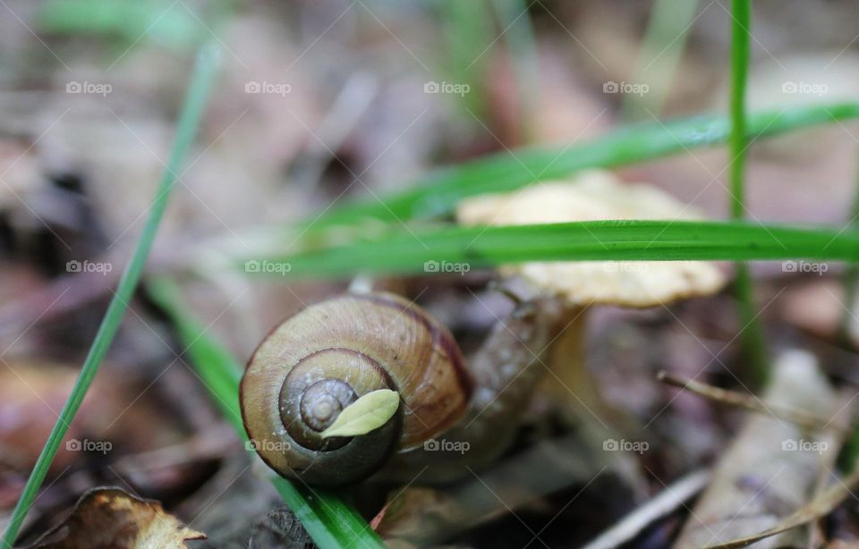 a small snail with the round shell eating a mushroom in the forest