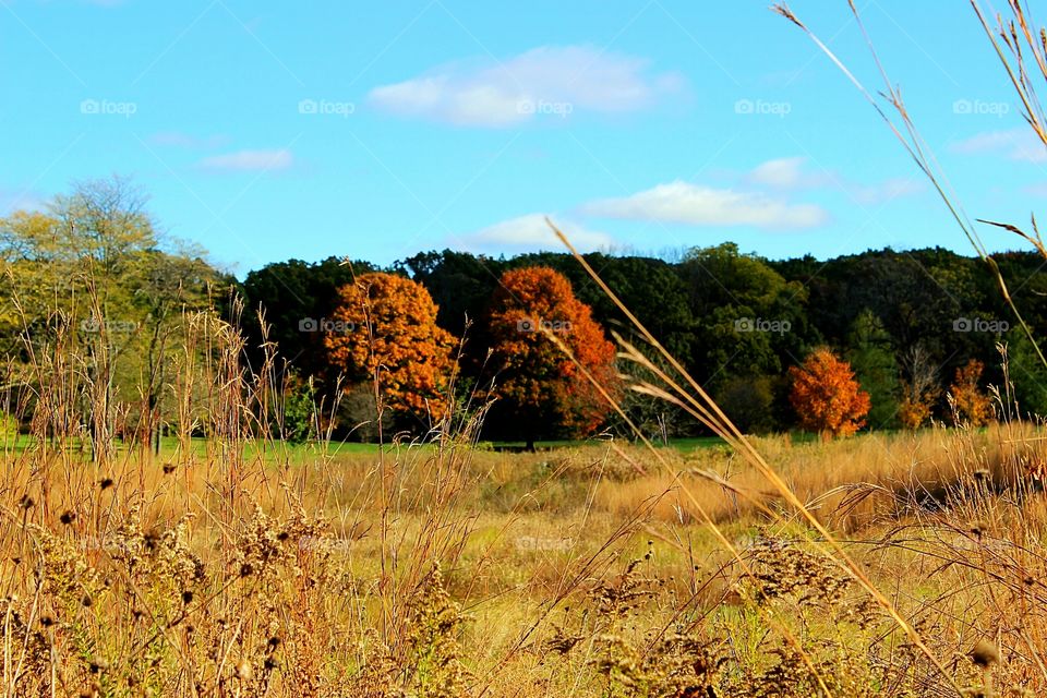 Field of beauty