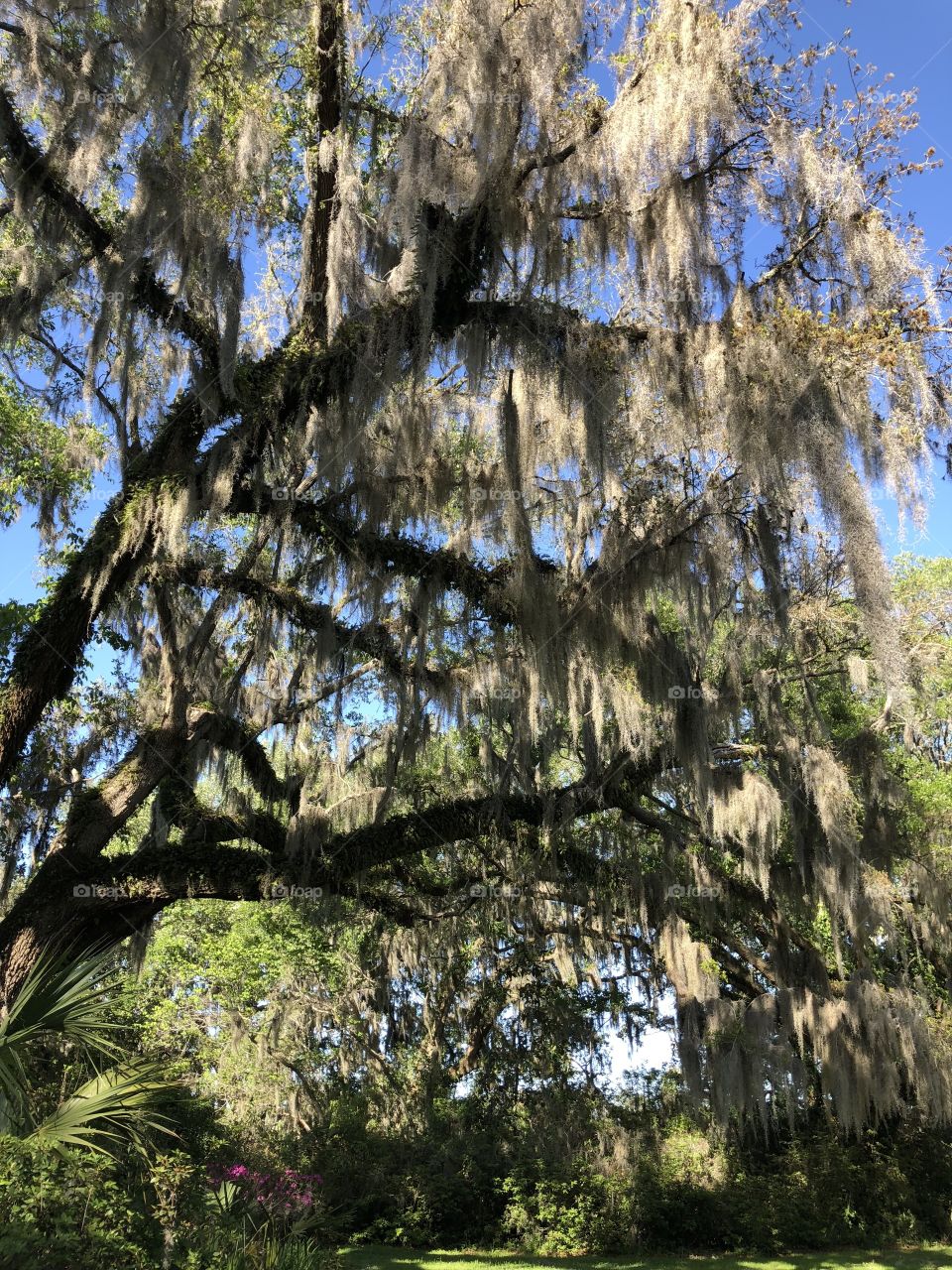 Spanish moss on tree, Magnolia plantation, South Carolina