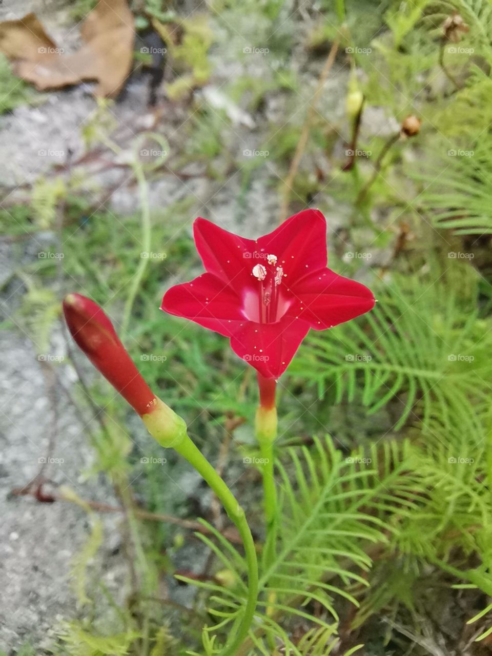 cypress vine