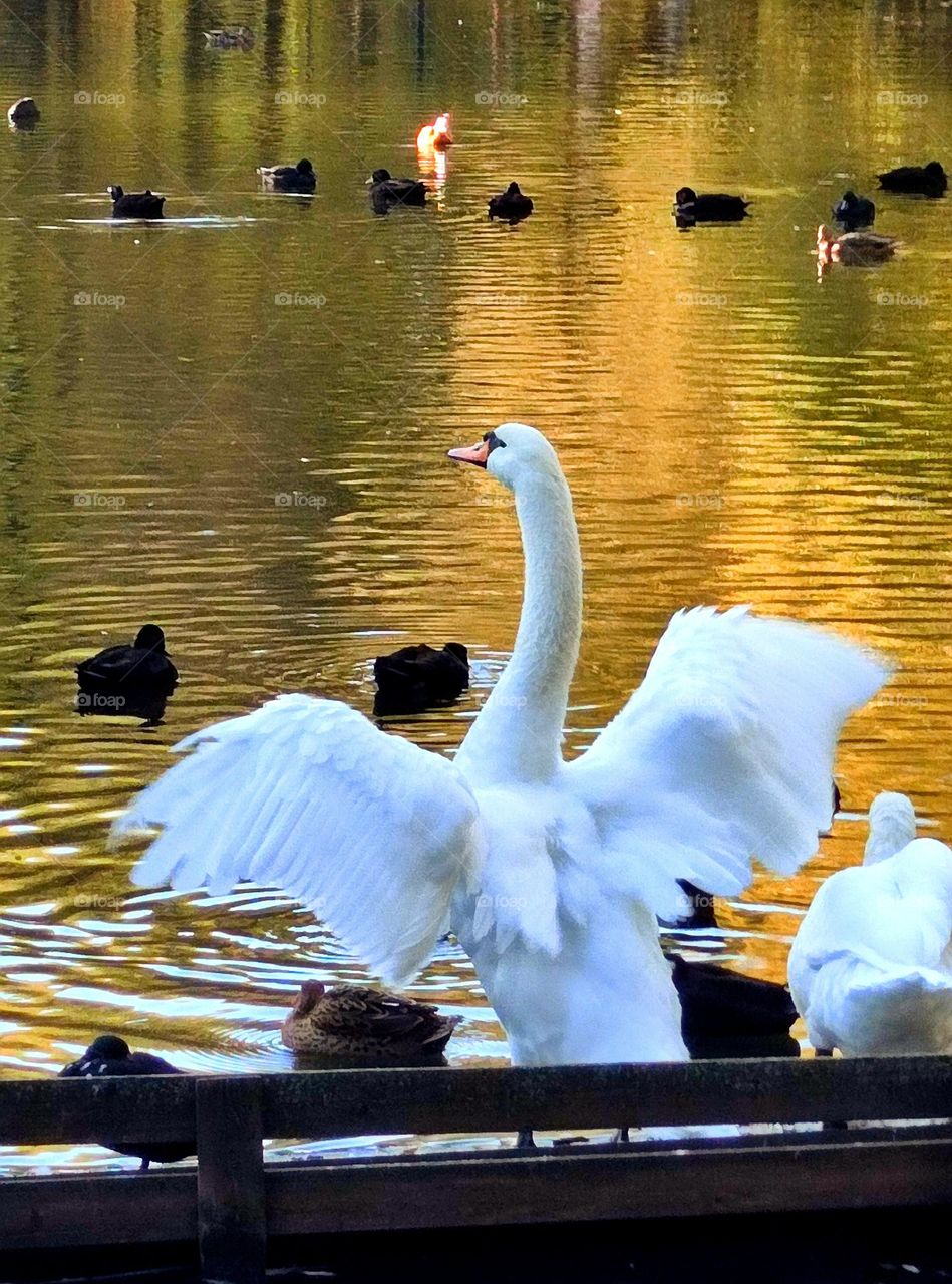 Autumn Symphony. White Swan as a Conductor. Yellow Foliage of Trees Reflected in Water