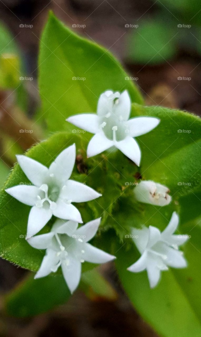 Leaf, No Person, Nature, Flora, Flower