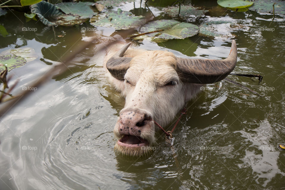 Water buffalo