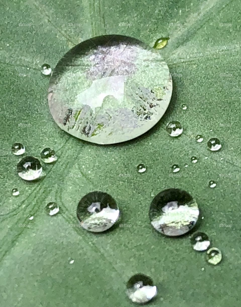 After the rain, clean, fresh drops are caught to be admired, photographed, and finally, drunk. 