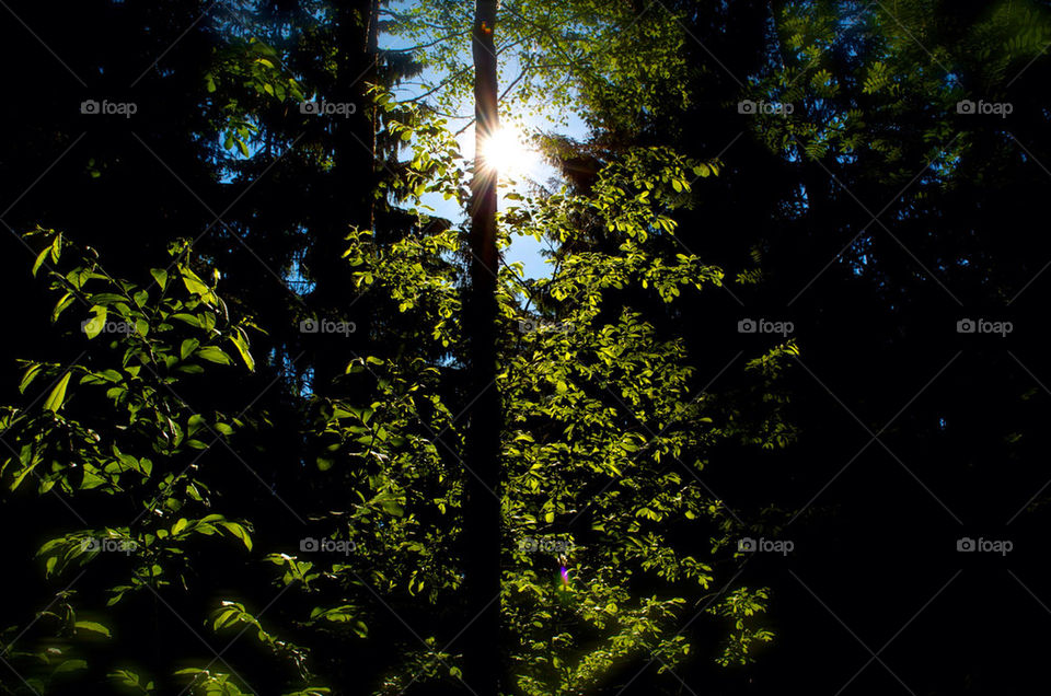 light outdoors sun trees by razornuku