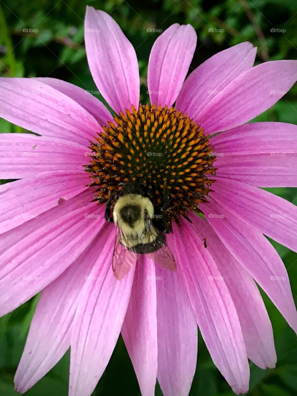 Bumble bee on flower