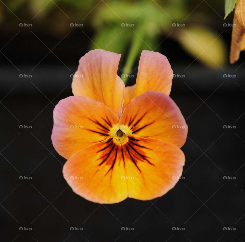 Suspended flower